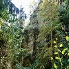 Plants: image 150 Of 208 Thumb